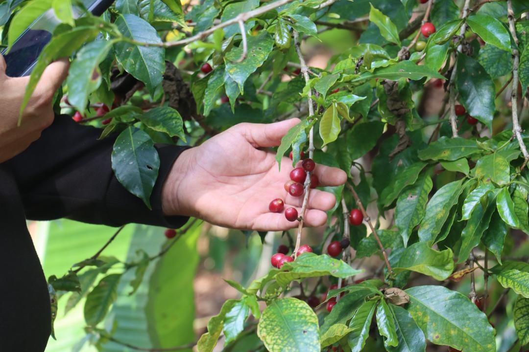 حصاد كرز البن